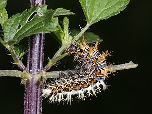 Polygonia c-album