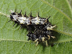 Polygonia c-album