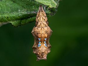 Polygonia c-album