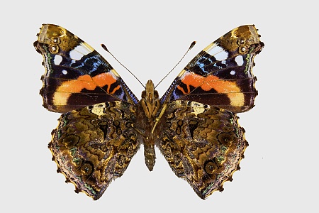 Vanessa atalanta