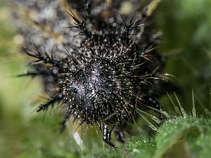 Vanessa atalanta