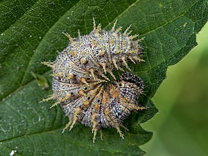 Vanessa atalanta