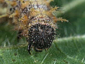 Vanessa atalanta