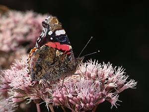 Vanessa atalanta