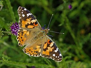 Vanessa cardui