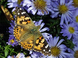 Vanessa cardui