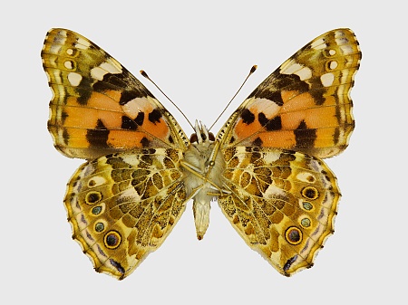 Vanessa cardui