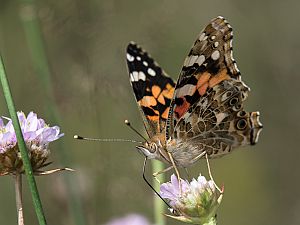 Vanessa cardui