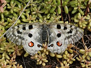 Parnassius apollo ssp vinningensis