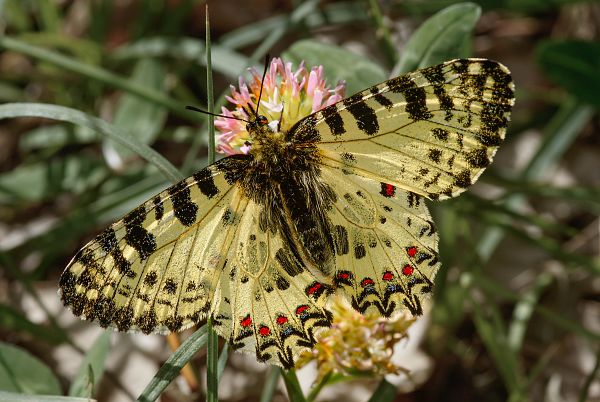 Zerynthia cretica