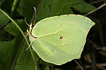 Gonepteryx cleopatra