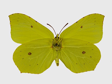 Gonepteryx rhamni