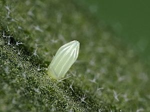 Pieris napi