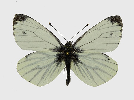 Pieris napi