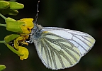 Pieris napi