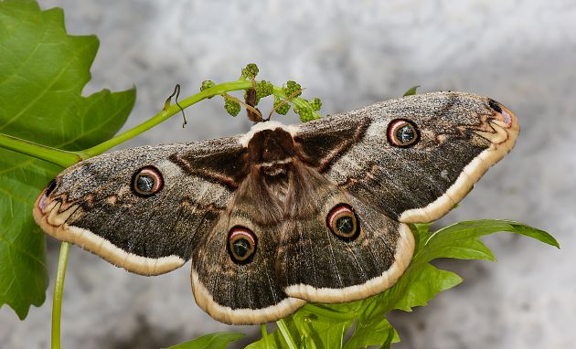 Saturnia pyri