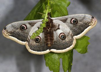 Saturnia pyri