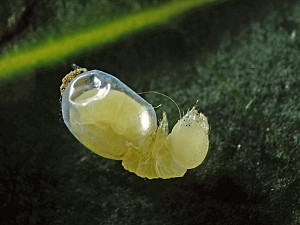 Acherontia atropos Schlupf