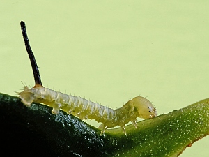 Acherontia atropos Raupe