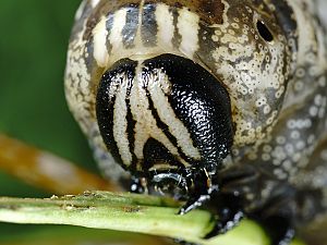 Acherontia atropos braune Raupe