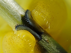 Acherontia atropos