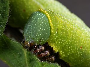 Hemaris fuciformis Raupe