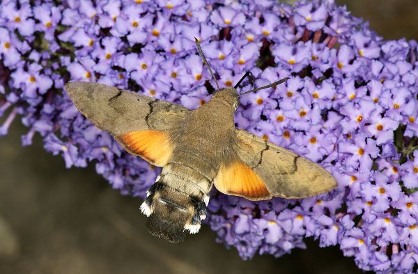 Macroglossum stellatarum