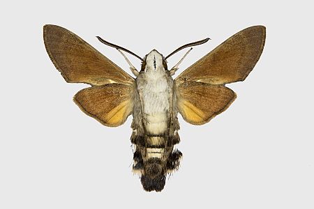 Macroglossum stellatarum