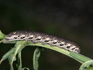 Proserpinus proserpina