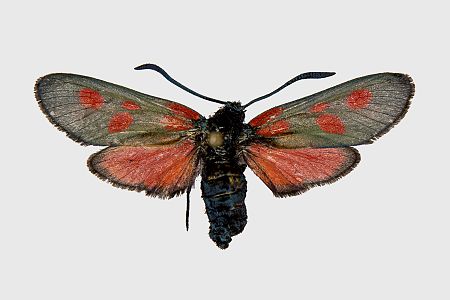 Zygaena lonicerae