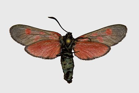 Zygaena lonicerae