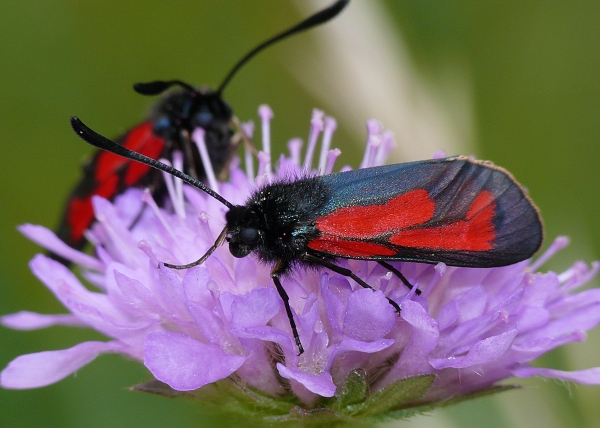 Zygaena purpuralis