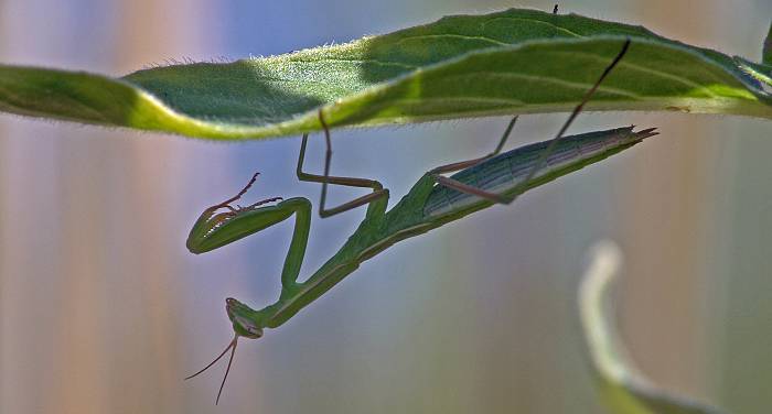 Mantis religiosa L5