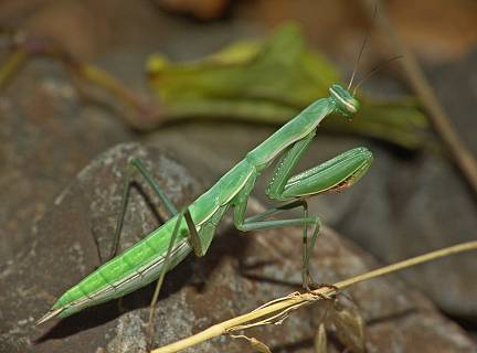 Mantis religiosa L6