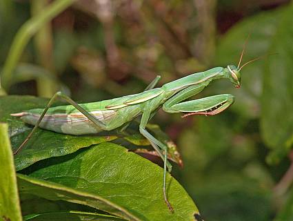 Mantis religiosa L6