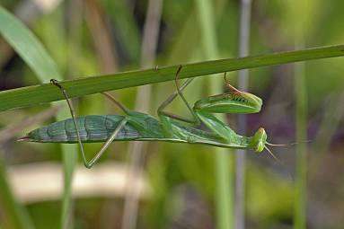 Mantis religiosa L5