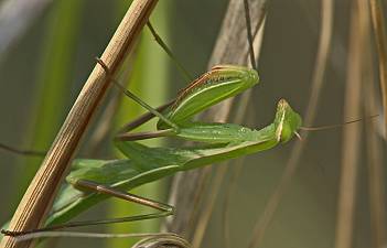 Mantis religiosa L5