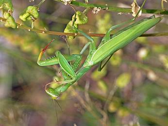 Mantis religiosa Weibchen