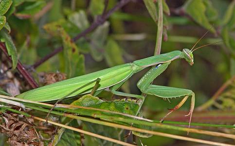 Mantis religiosa Weibchen