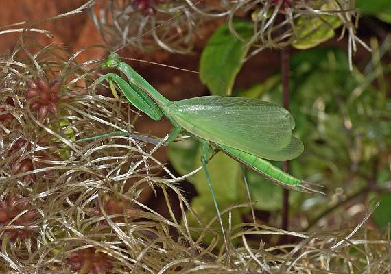 Mantis religiosa Mnnchen