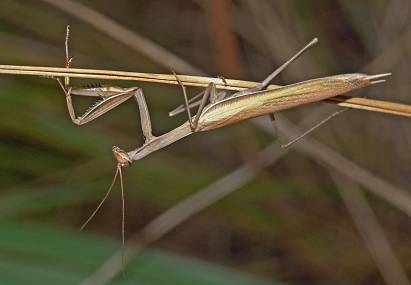 Mantis religiosa Mnnchen