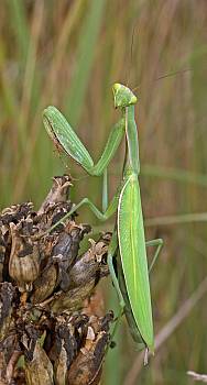 Mantis religiosa Weibchen