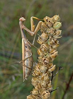 Mantis religiosa Weibchen