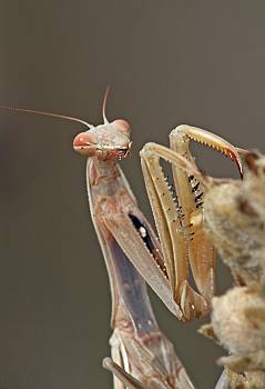 Mantis religiosa Weibchen