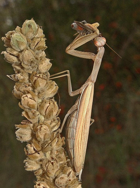 Mantis religiosa Fressen