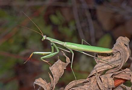 Mantis religiosa Mnnchen