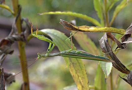 Mantis religiosa Mnnchen