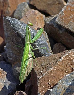 Mantis religiosa Weibchen