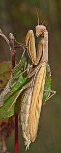 Mantis religiosa Weibchen