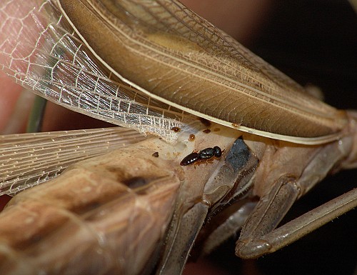 Mantis religiosa Mantibaria